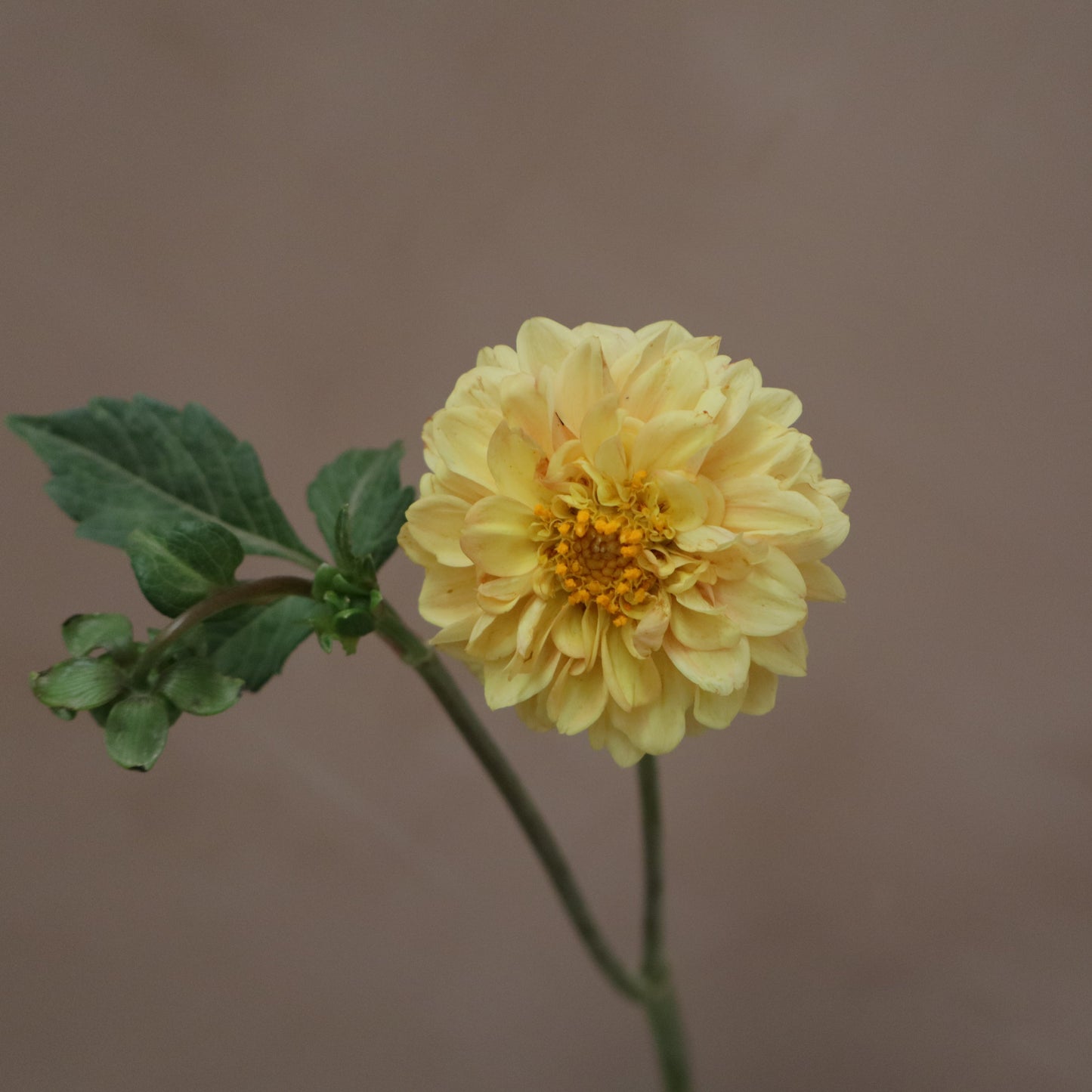 Dalia Golden Scepter