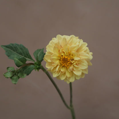 Dalia Golden Scepter