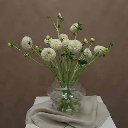 Dalia White Aster