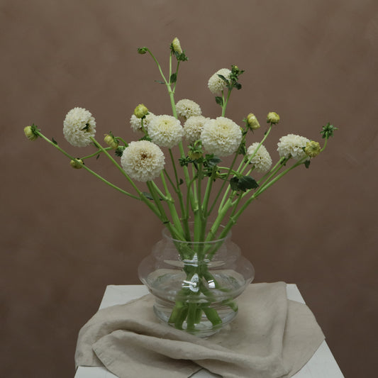Dalia White Aster