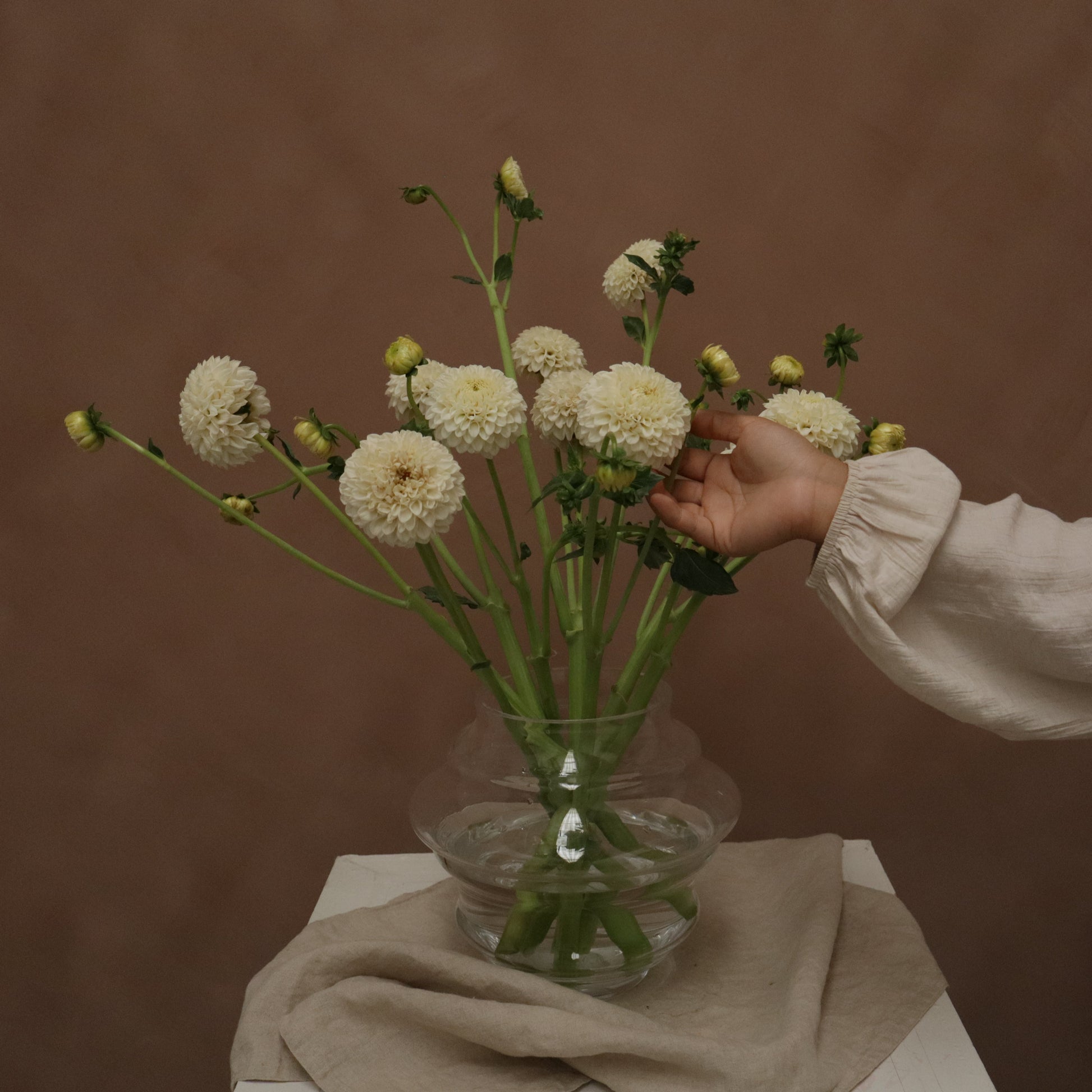 Dalia White Aster