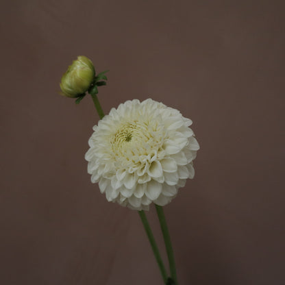 Dalia White Aster