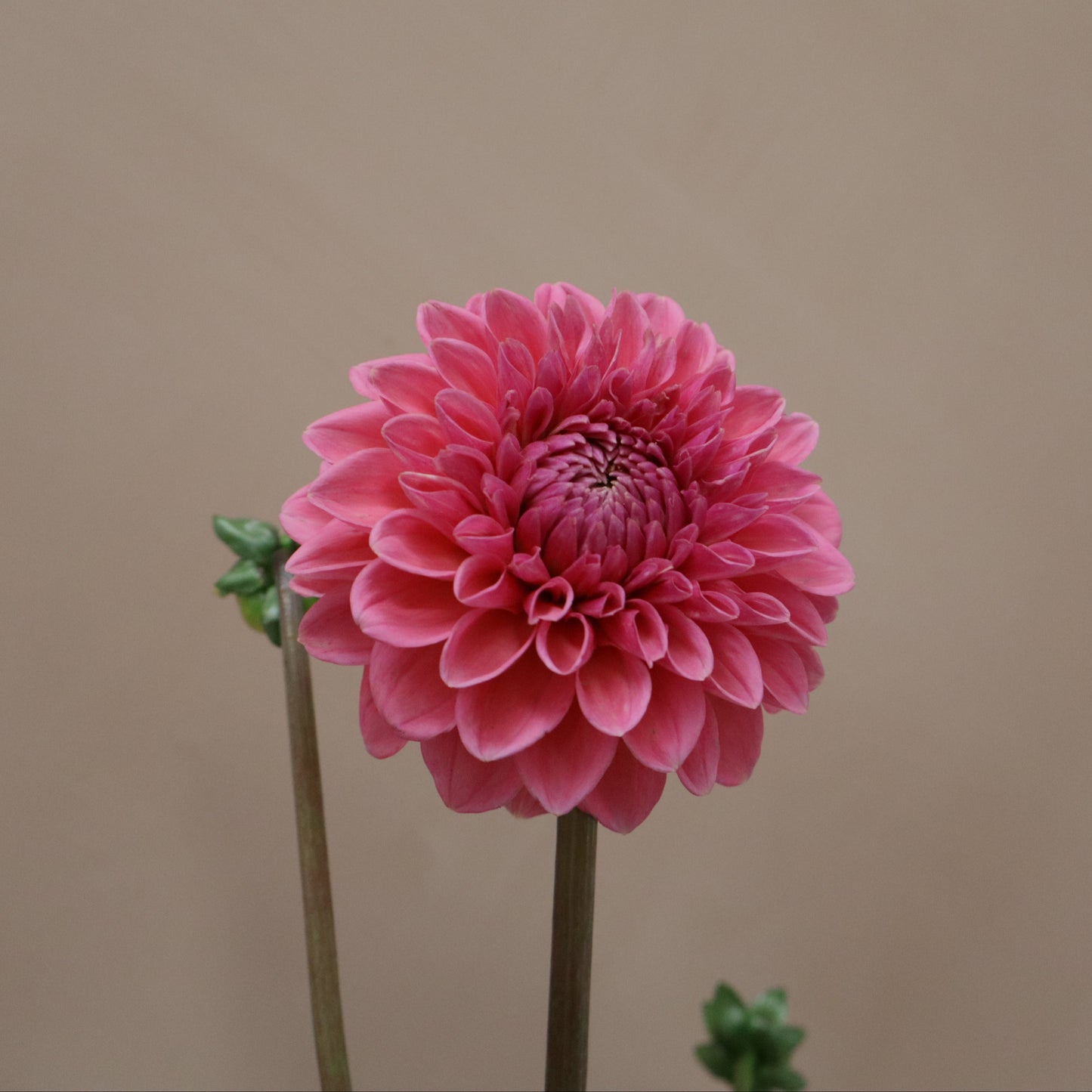 Dalia Sandra
