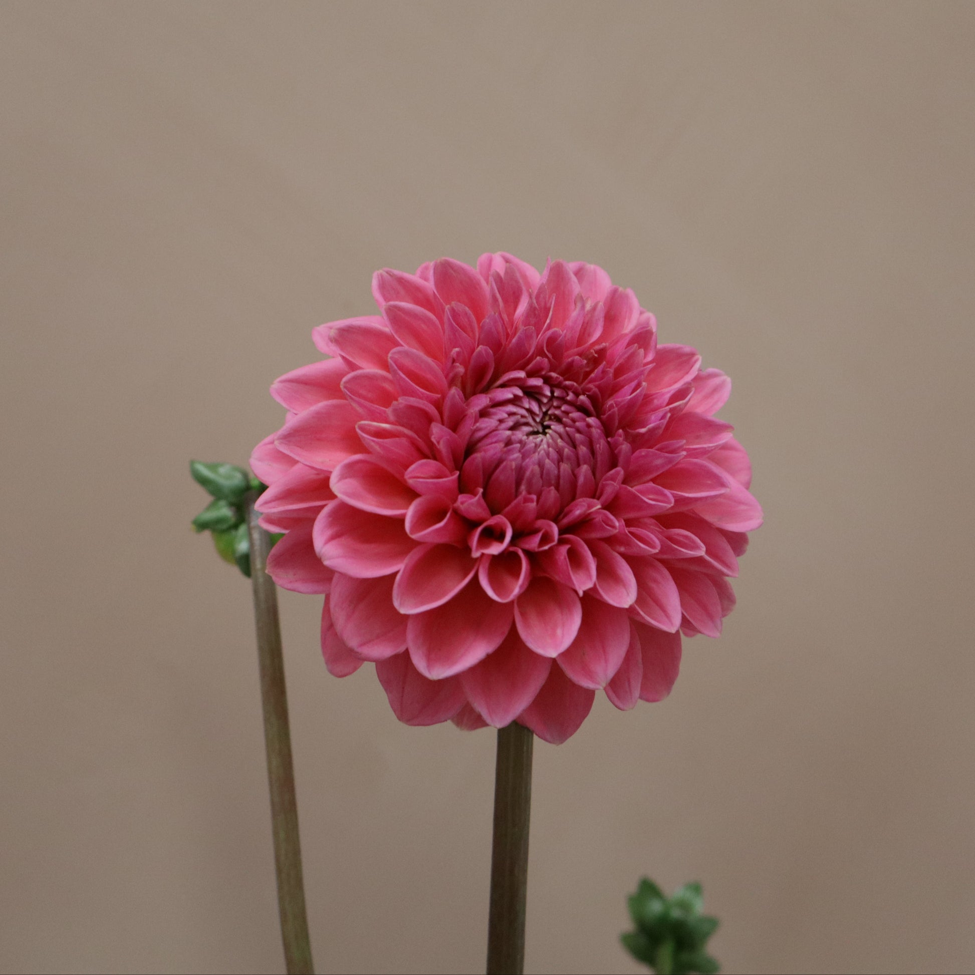 Dalia Sandra