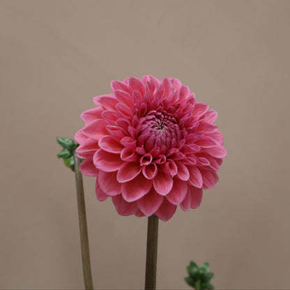 Dalia Sandra