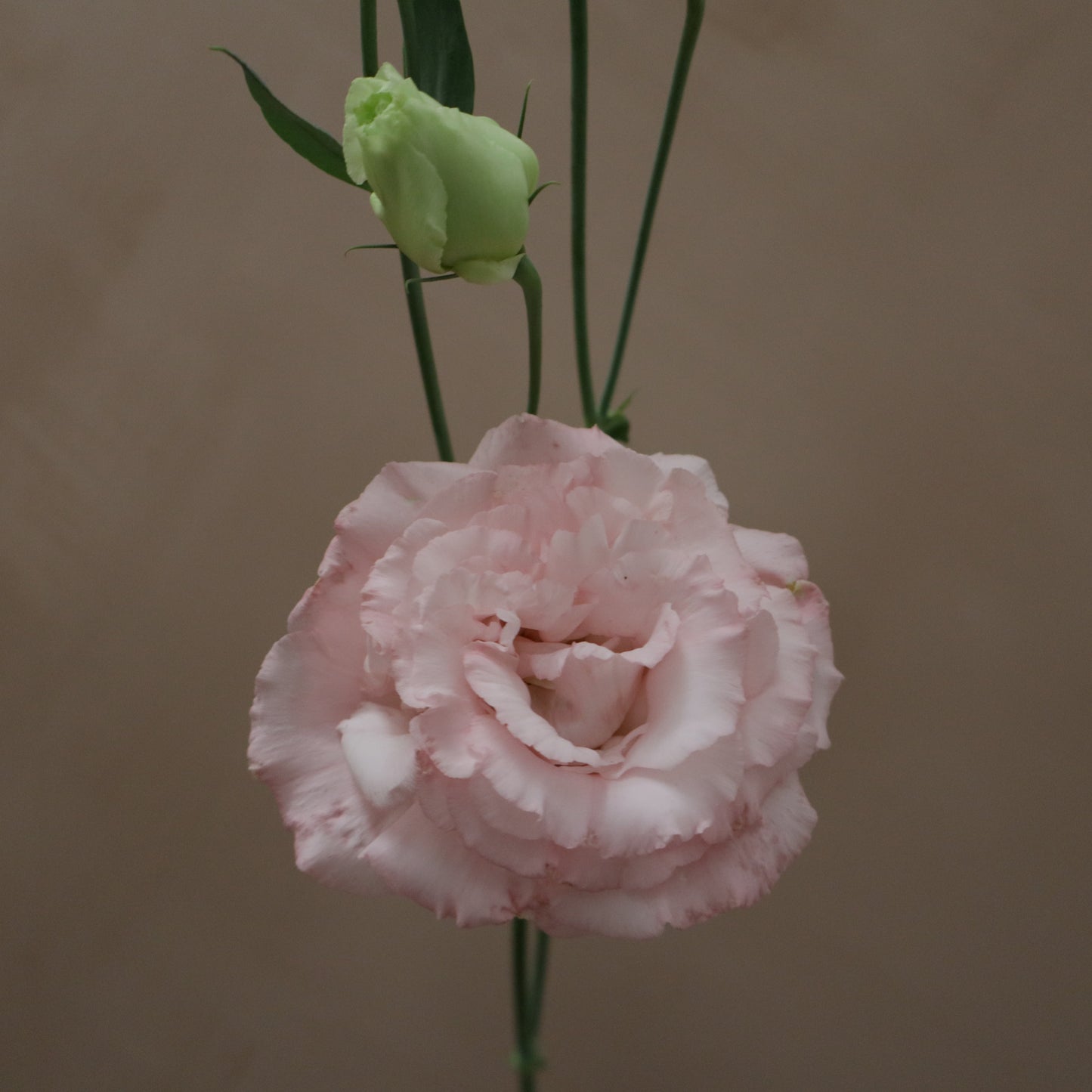 Lisianthus Corelli Pink