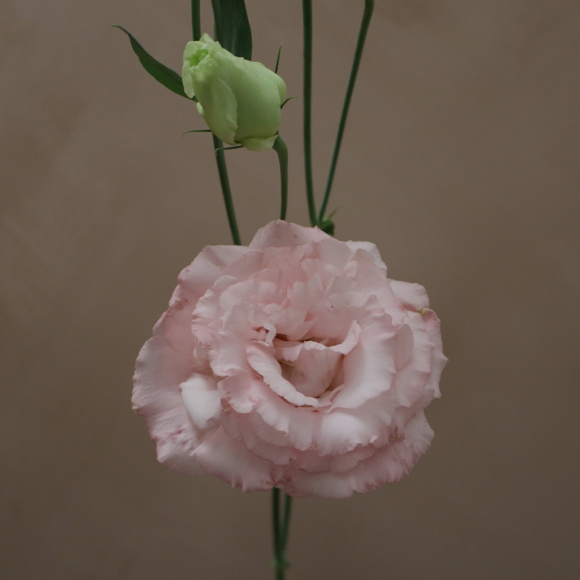 Lisianthus Corelli Pink