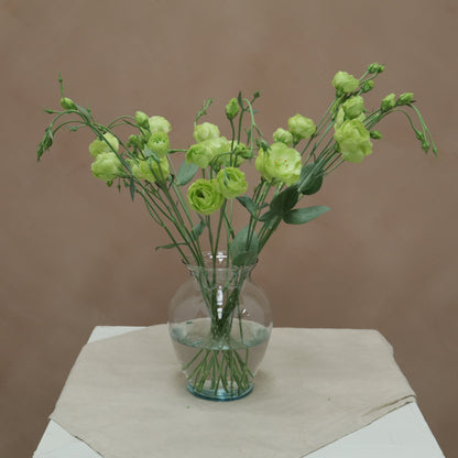 Lisianthus Rosaline Green