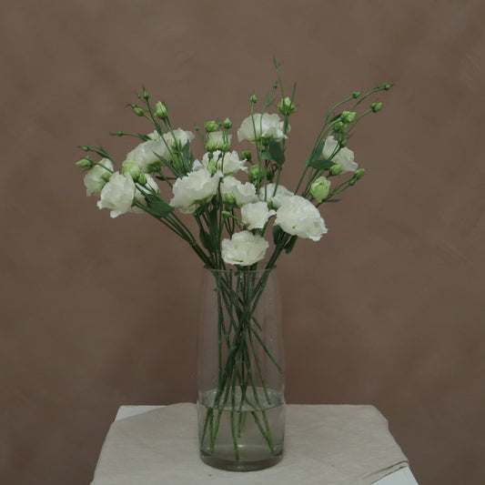 Lisianthus Voyage Blanco
