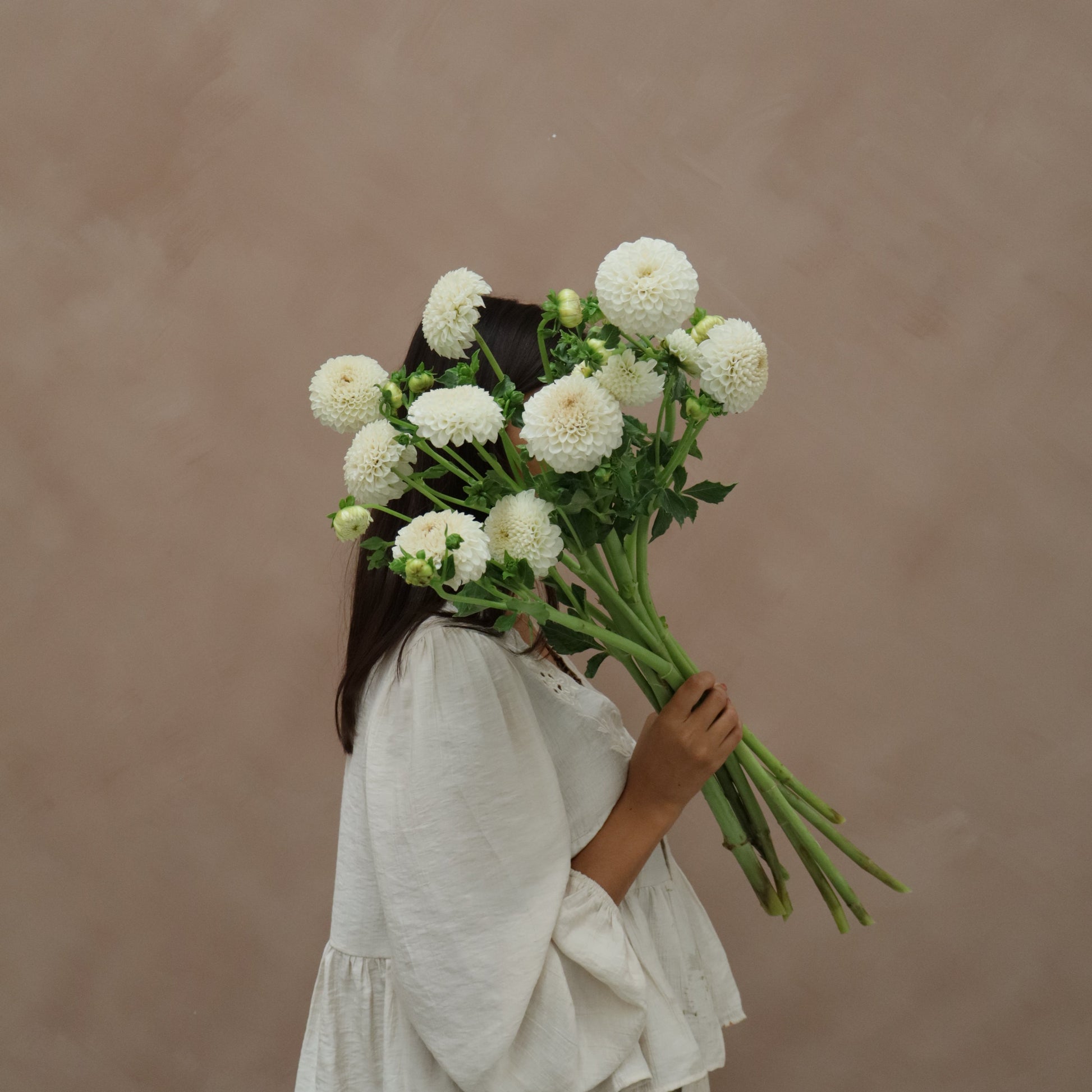 Dalia White Aster