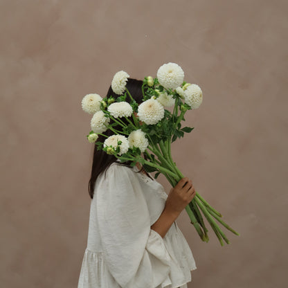 Dalia White Aster