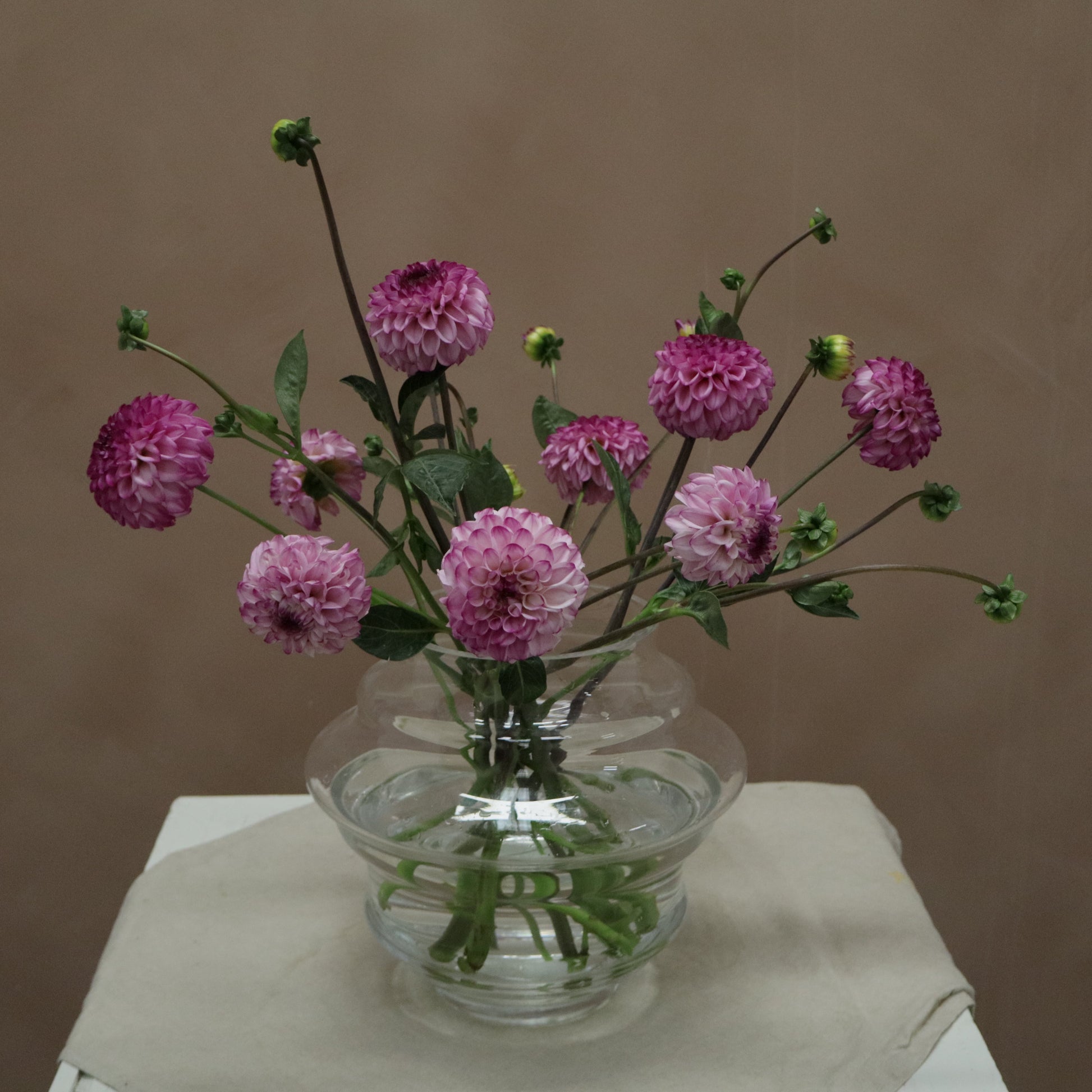 Dalia Genova
