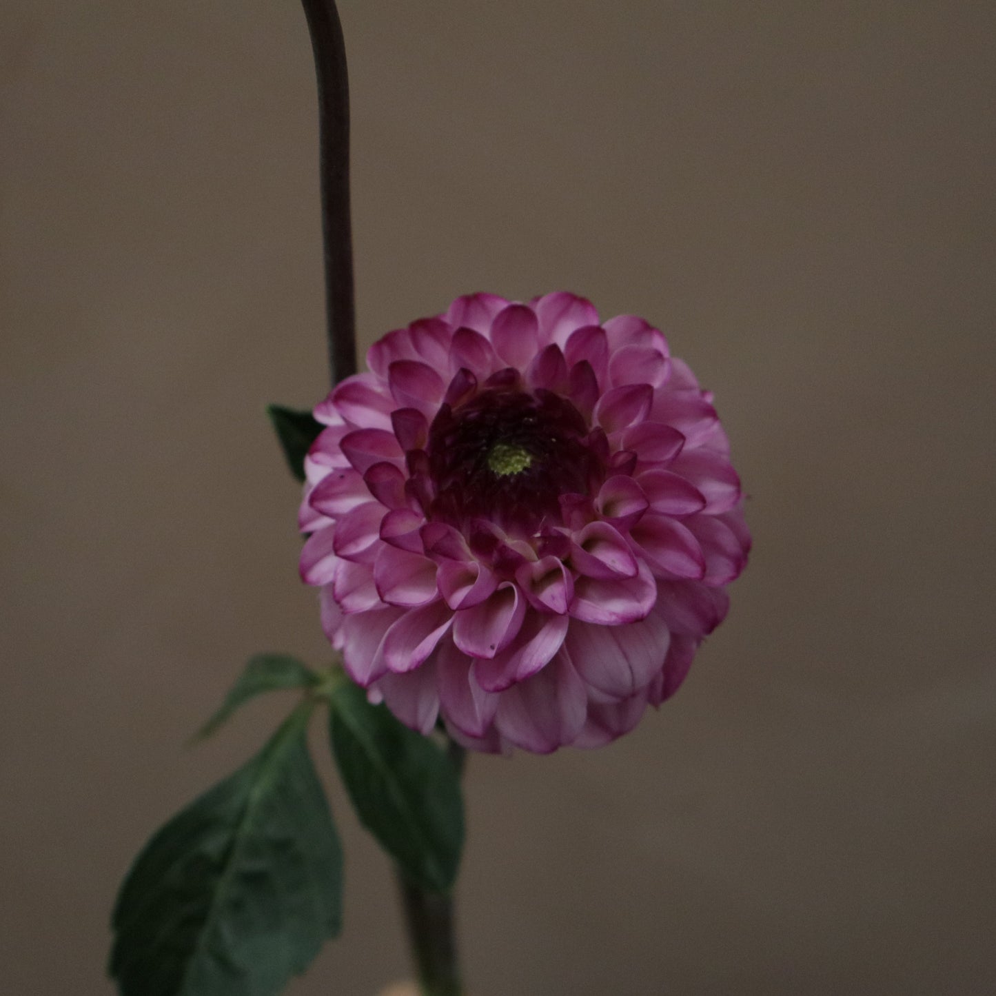Dalia Genova