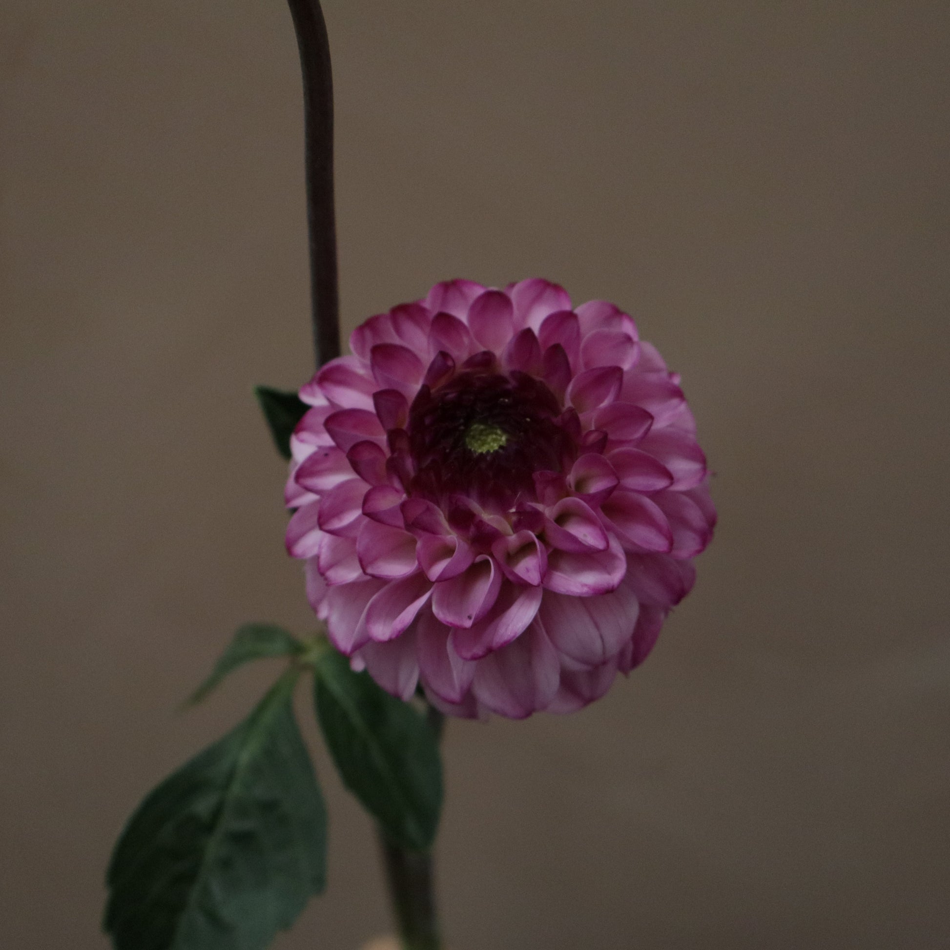 Dalia Genova