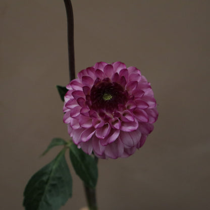 Dalia Genova