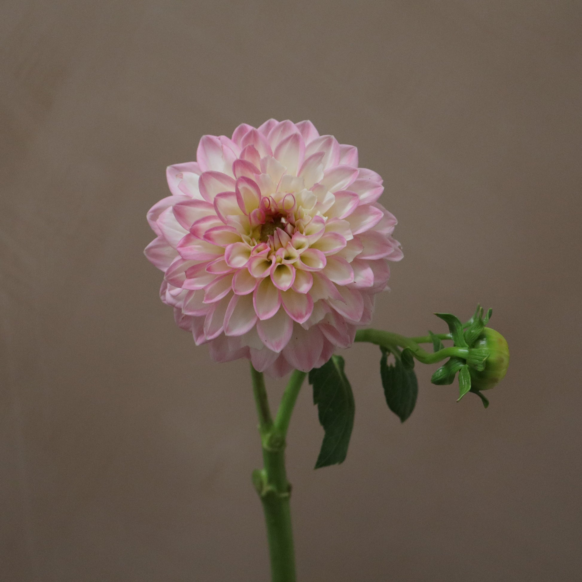 Dalia Arbatax