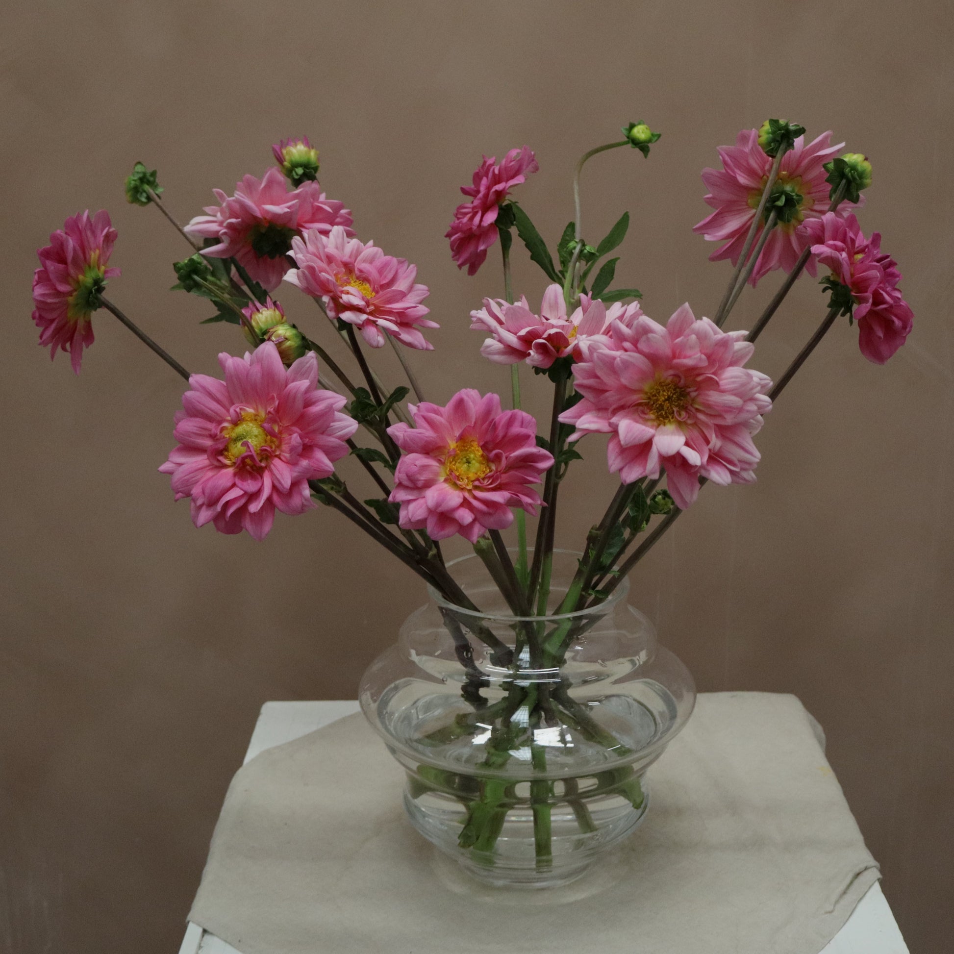 Dalia Nashville