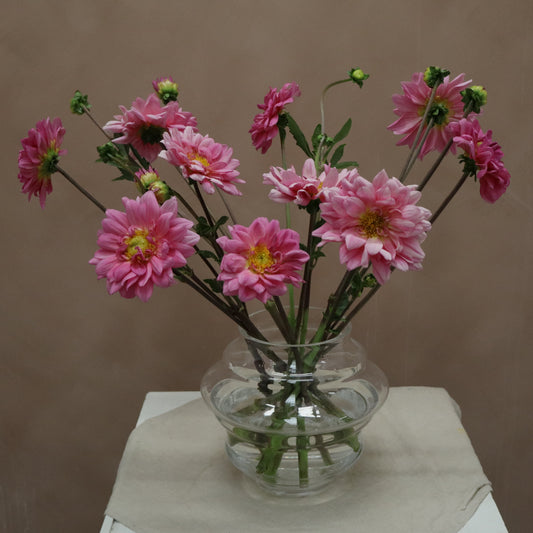 Dalia Nashville