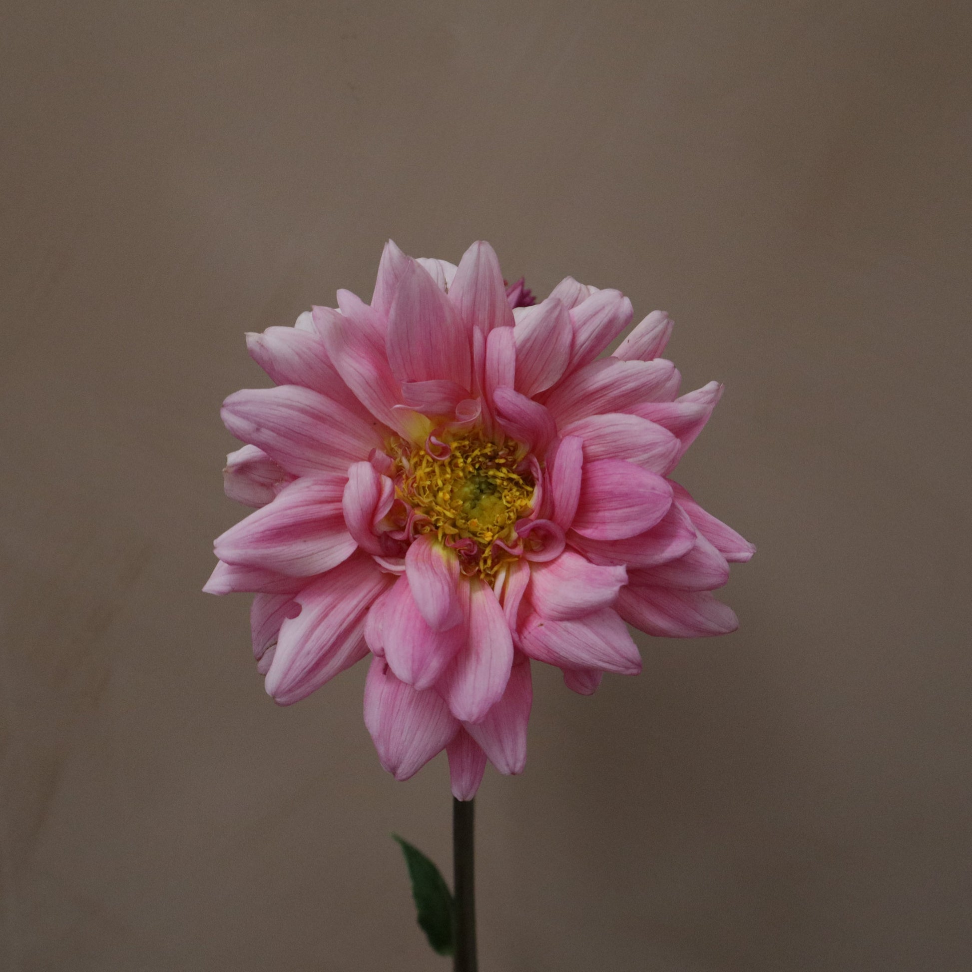 Dalia Nashville