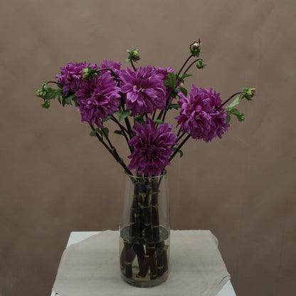 Dalia Lilac Time