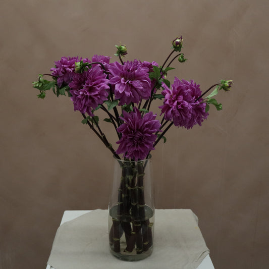 Dalia Lilac Time