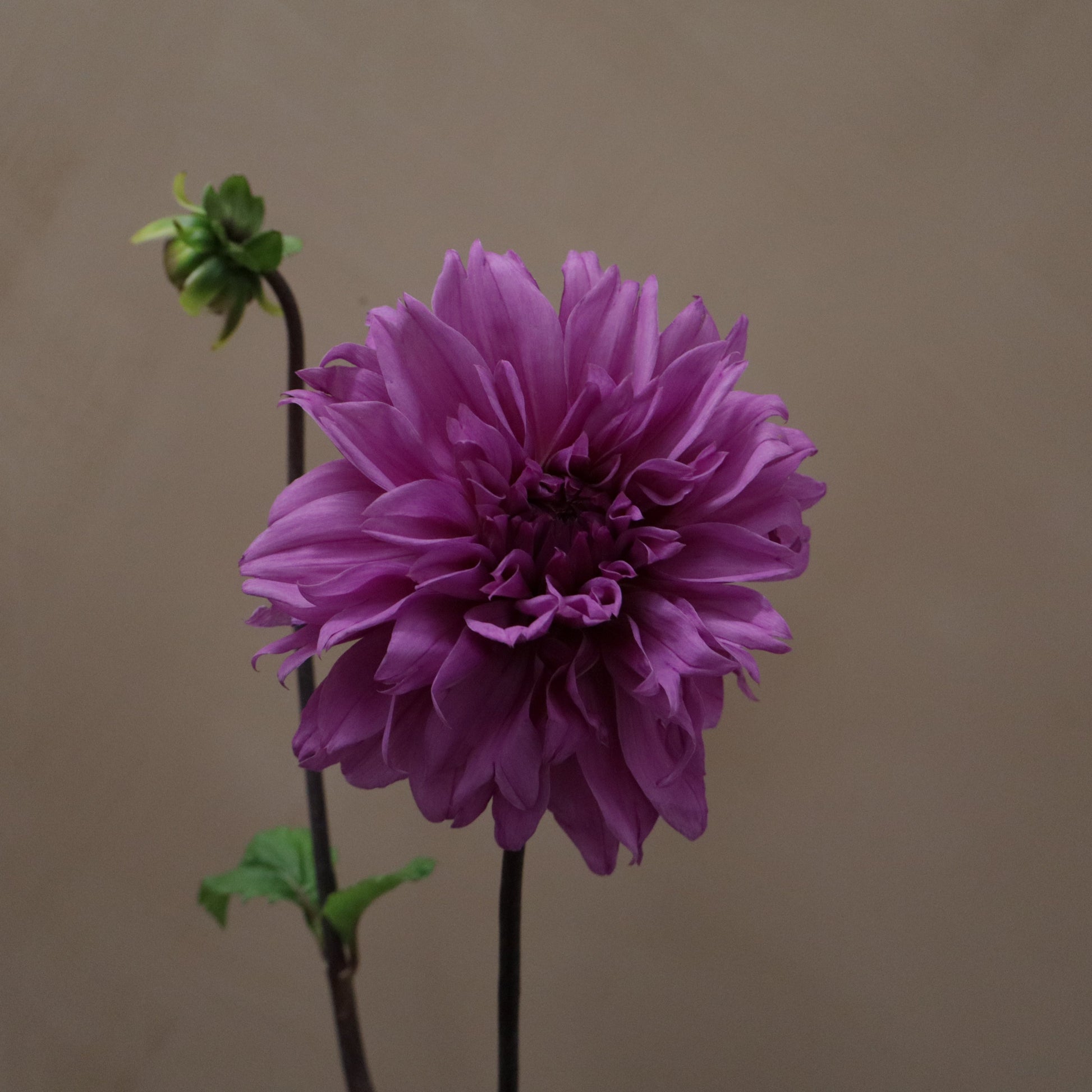 Dalia Lilac Time