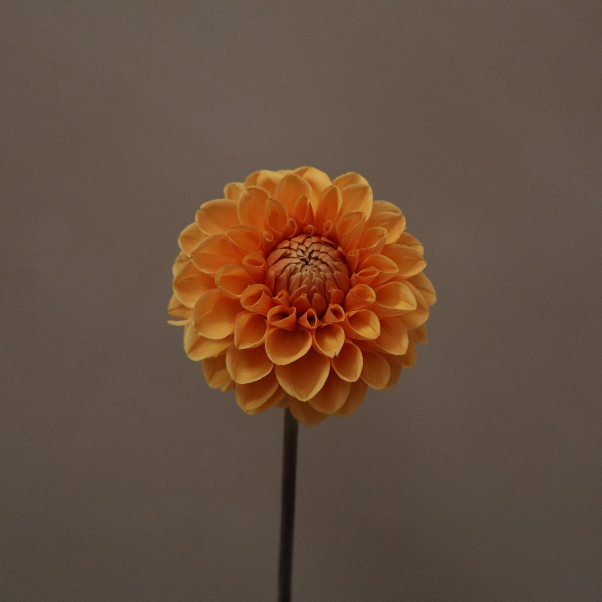 Dalia Silvia