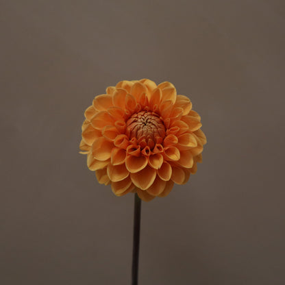 Dalia Silvia