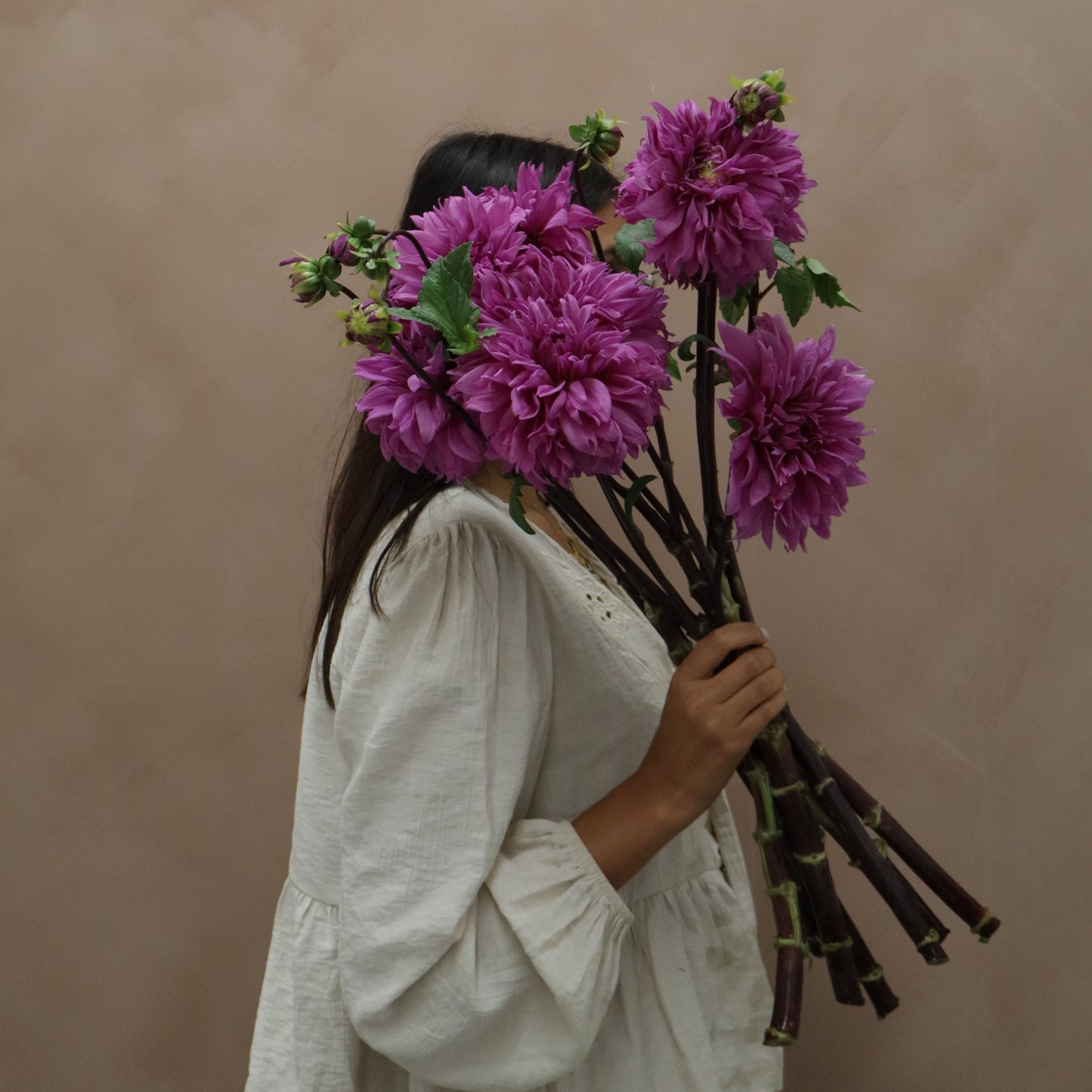 Dalia Lilac Time
