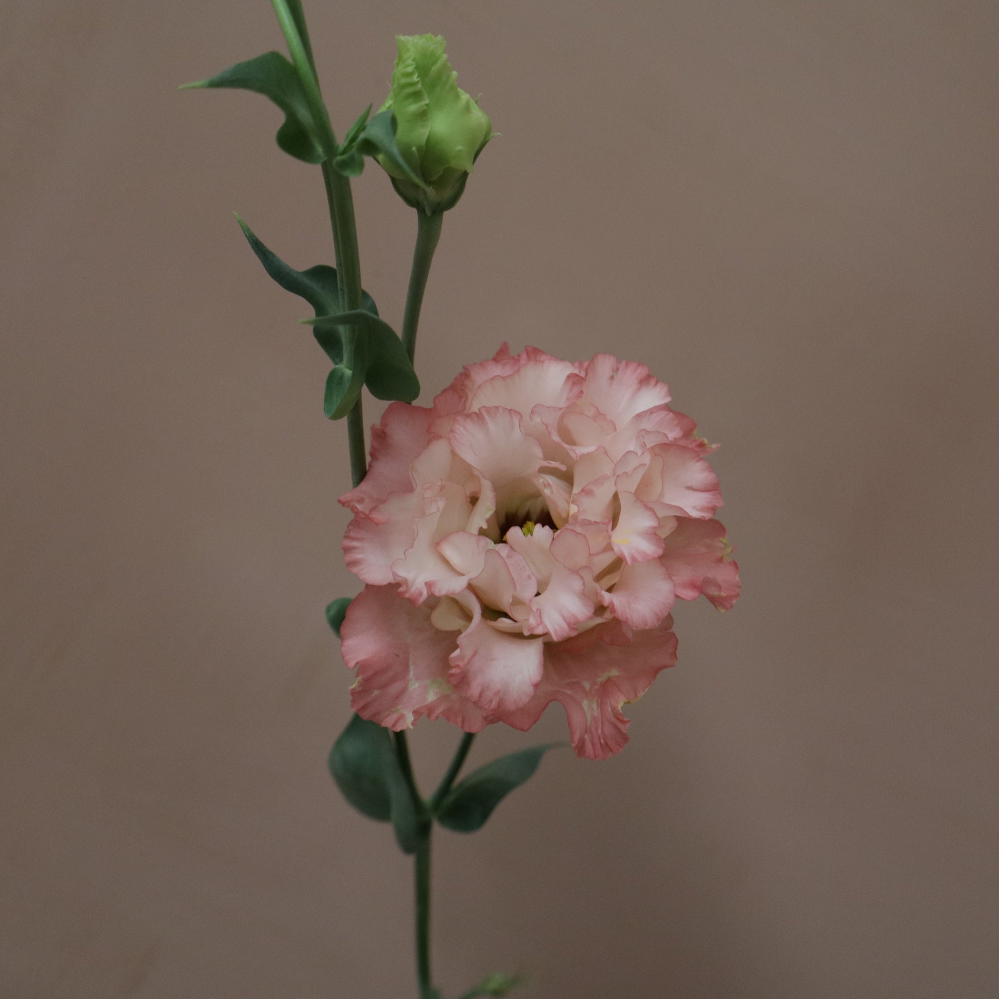 Lisianthus Celeb Maddona
