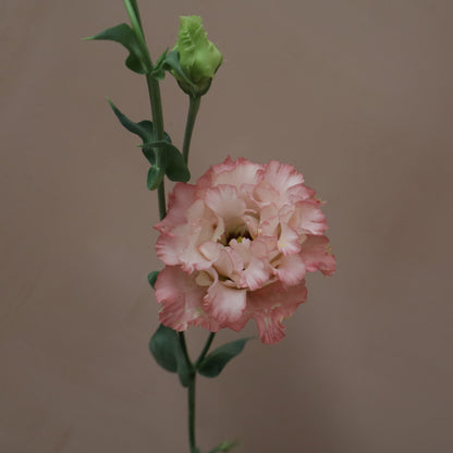 Lisianthus Celeb Maddona