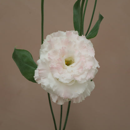 Lisianthus Celeb Pink Diamond