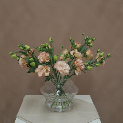 Lisianthus Voyage Light Apricot