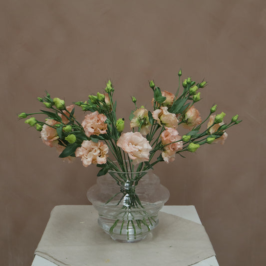 Lisianthus Voyage Light Apricot