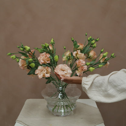 Lisianthus Voyage Light Apricot