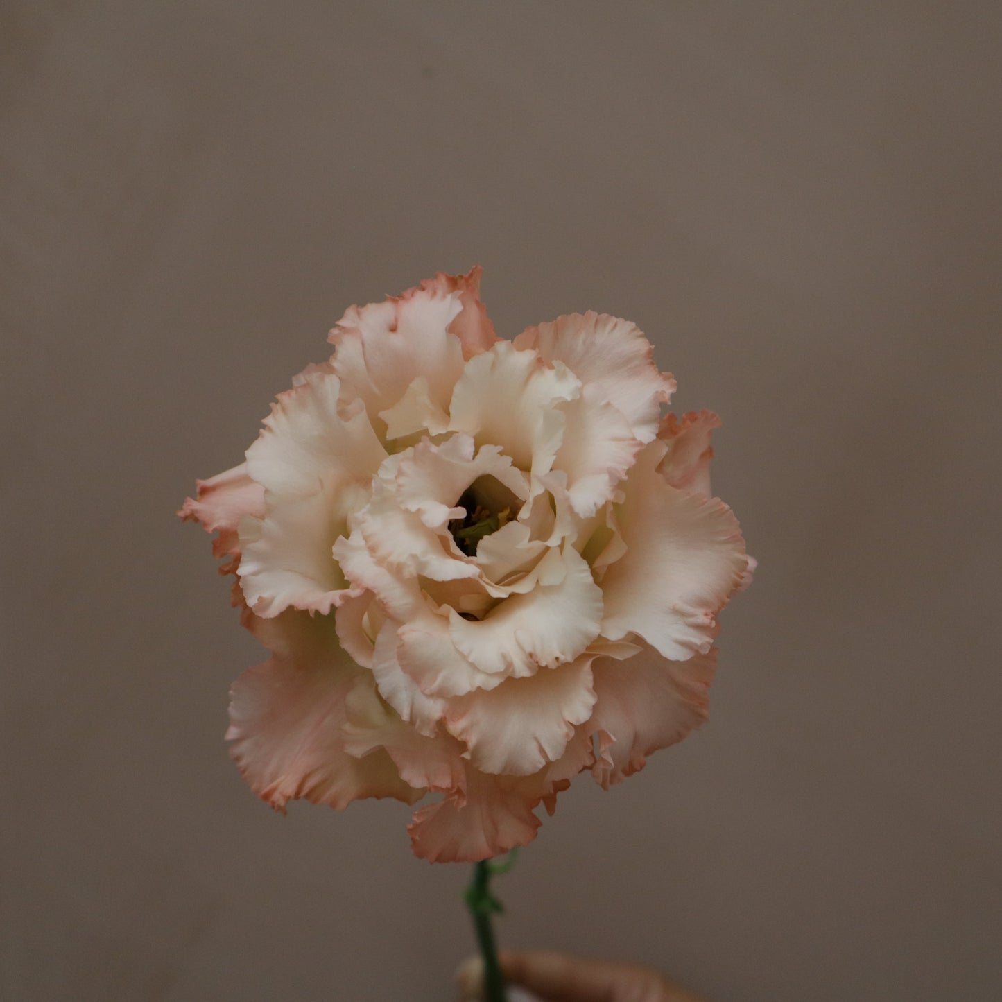 Lisianthus Voyage Light Apricot