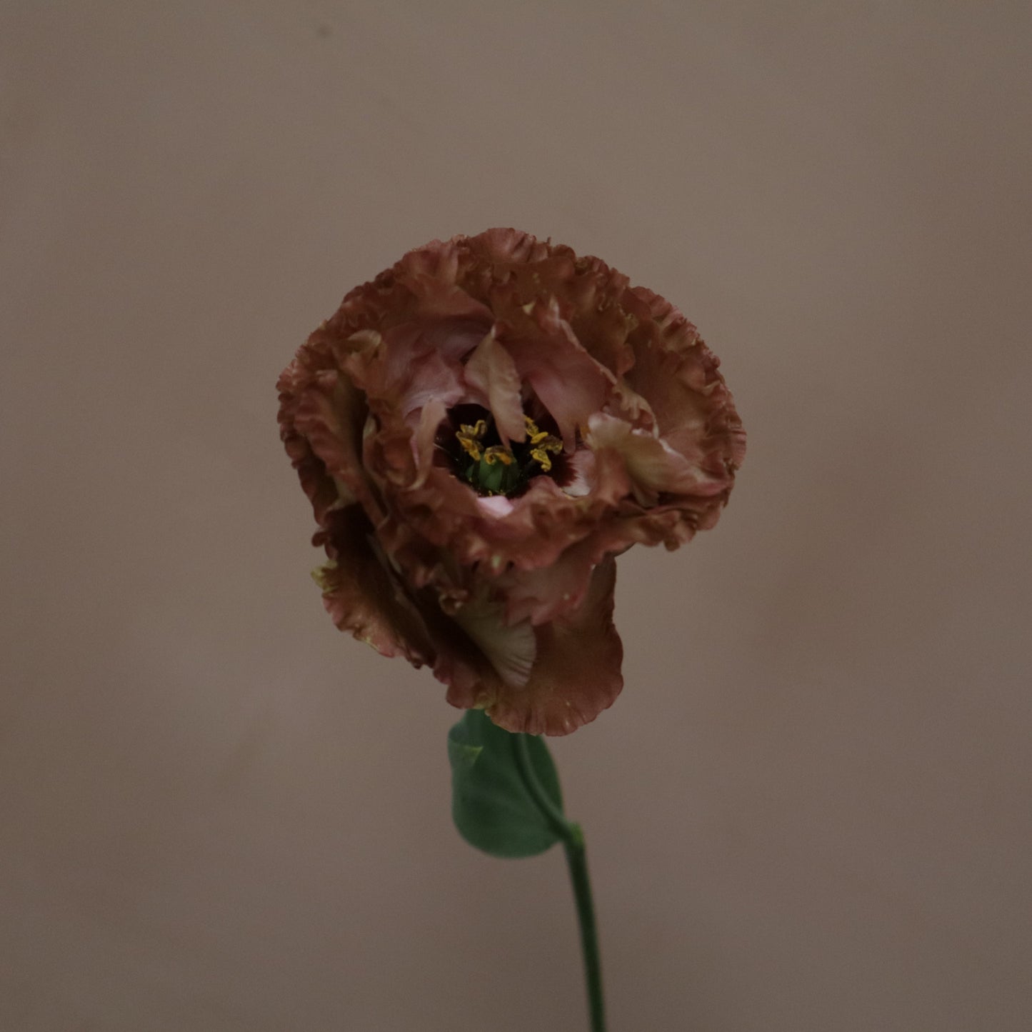Lisianthus Rossane Terracota