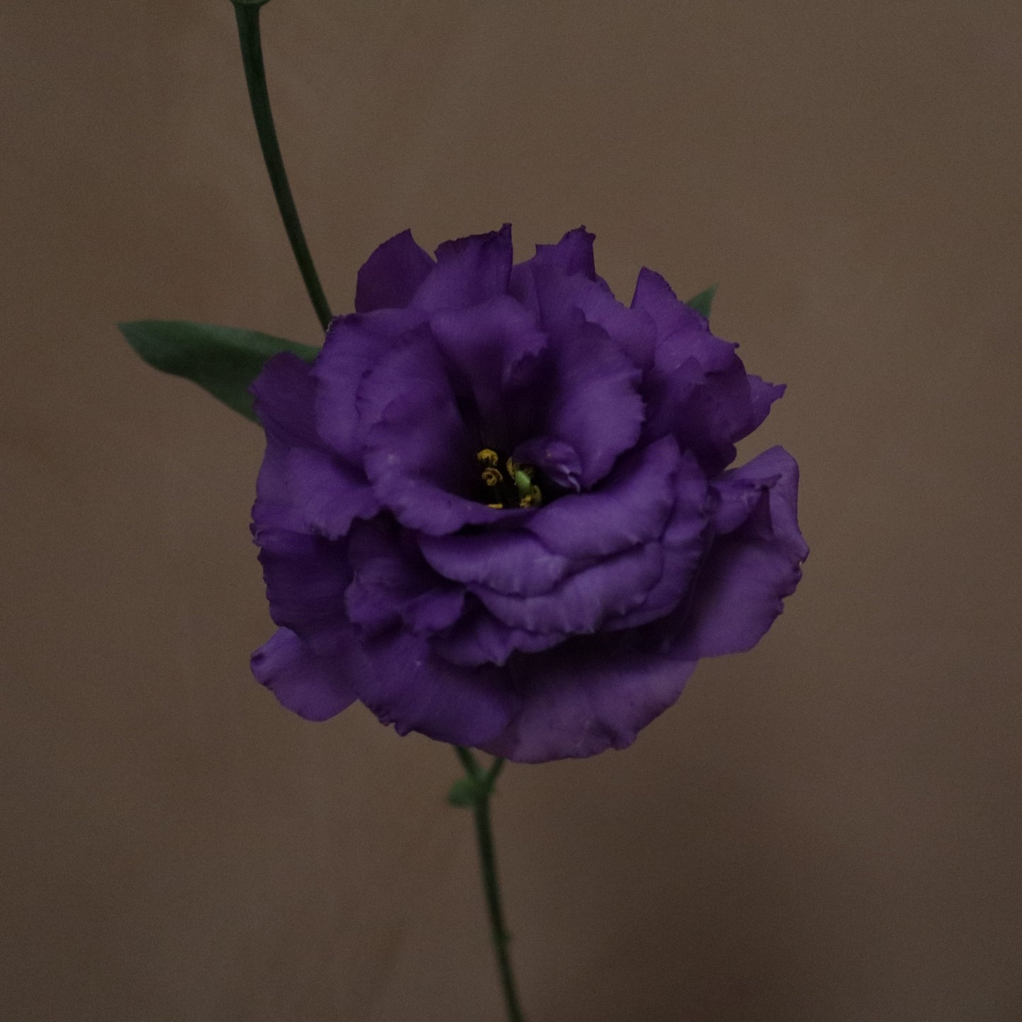 Lisianthus Voyage Blue