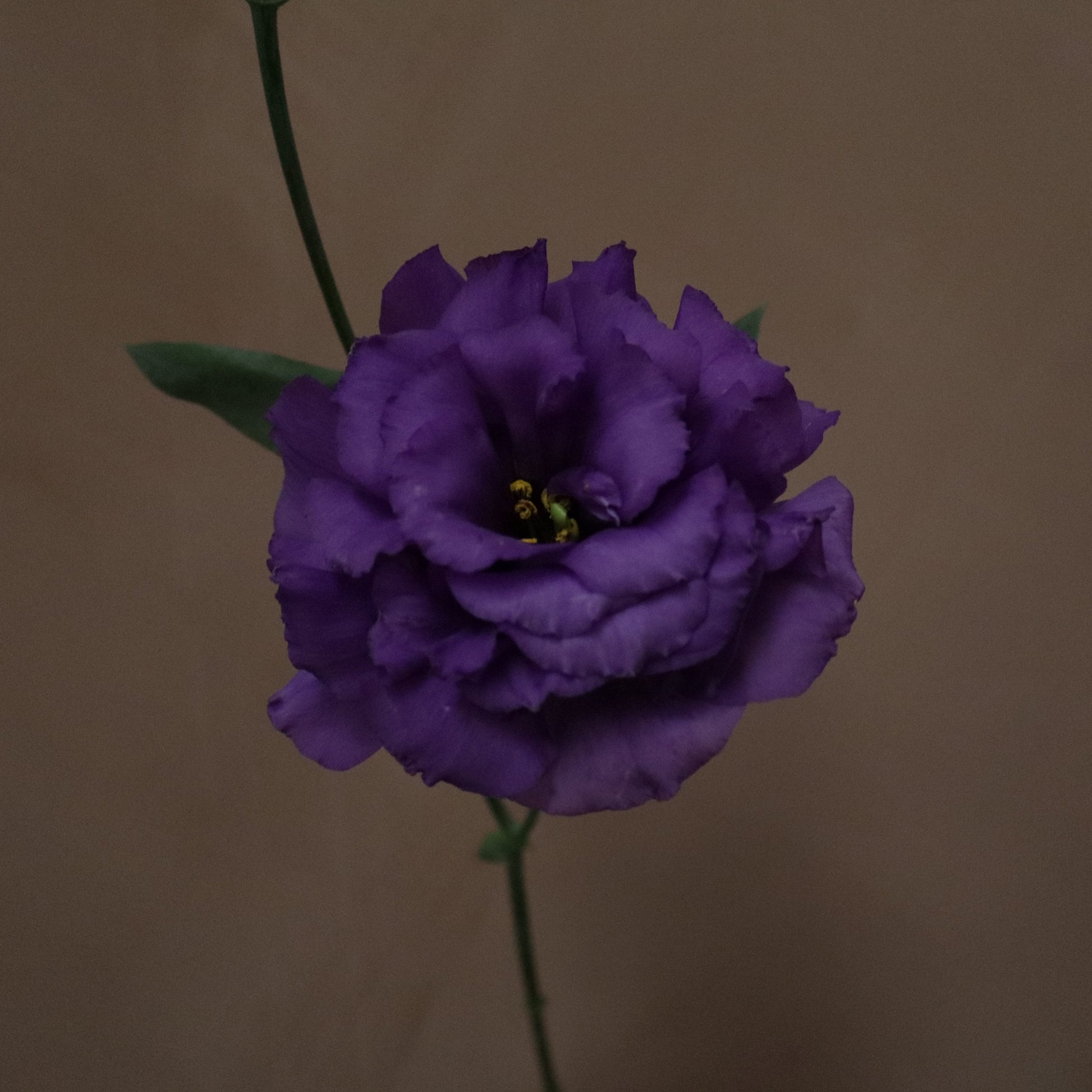 Lisianthus Voyage Blue
