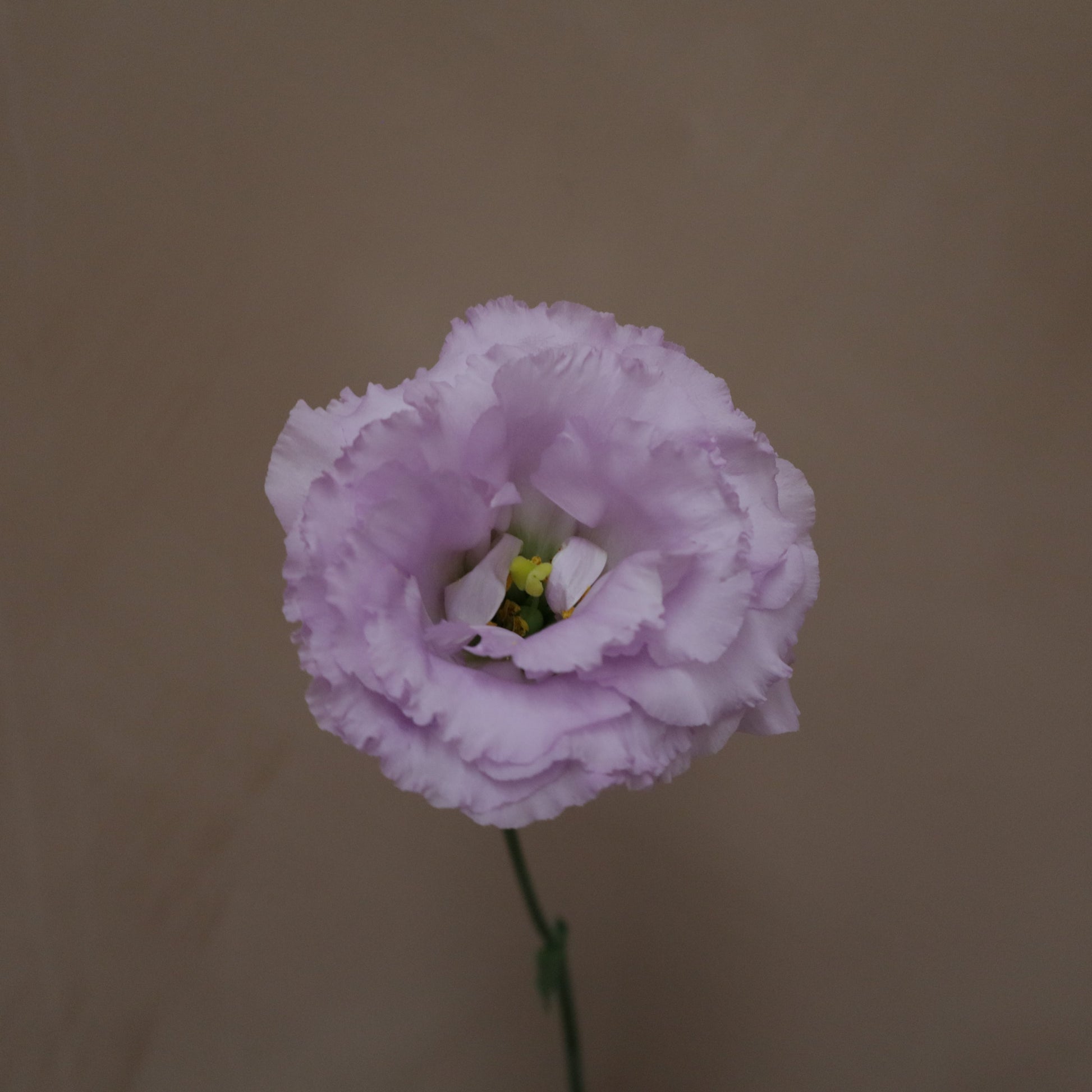 Lisianthus Voyage Lavender