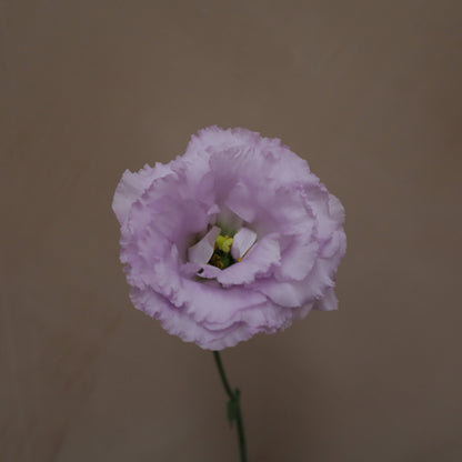 Lisianthus Voyage Lavender