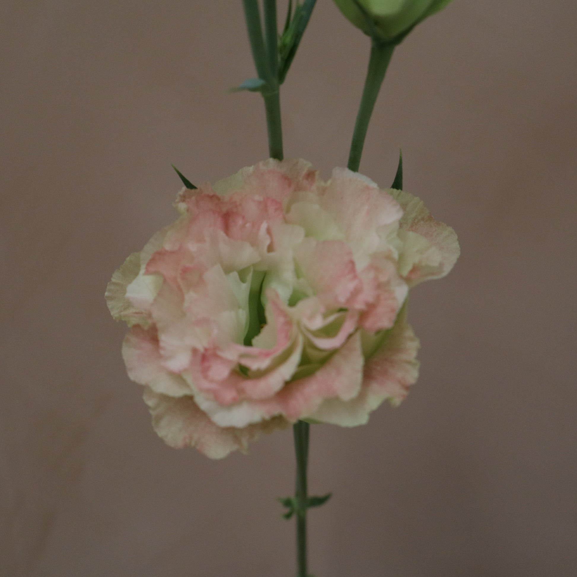 Lisianthus Voyage First love