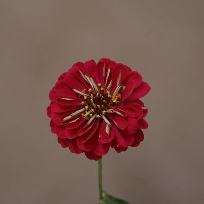 Zinnia Giant Wine