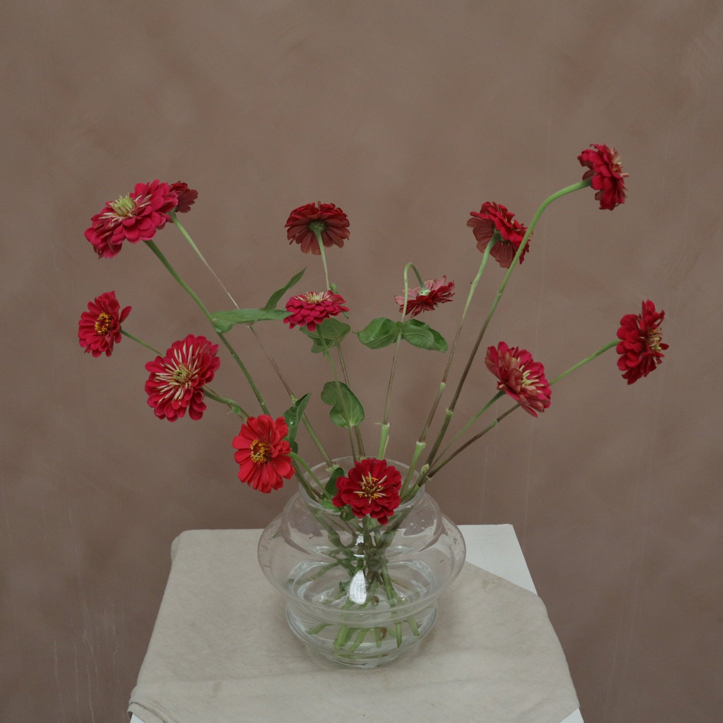 Zinnia Giant Wine