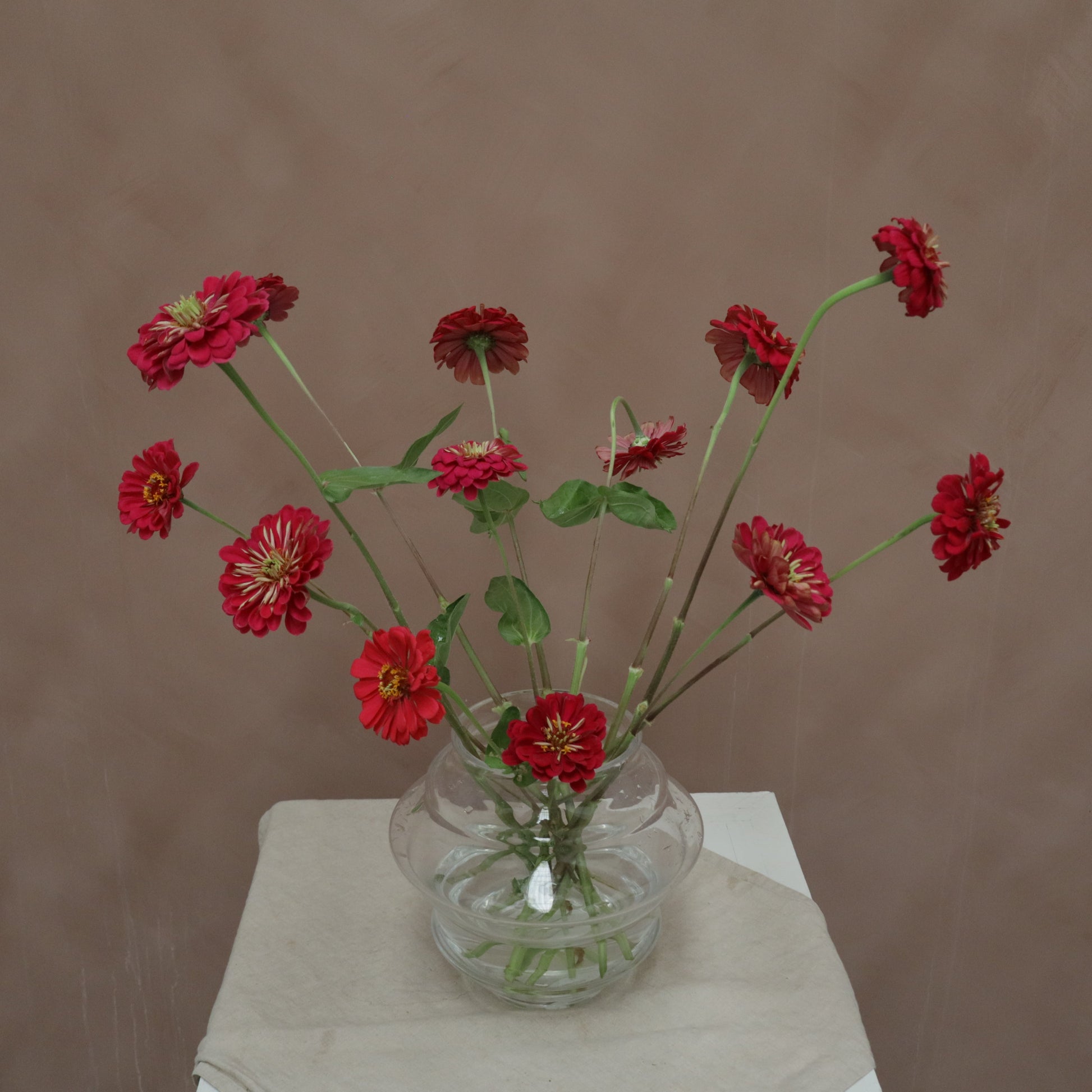 Zinnia Giant Wine
