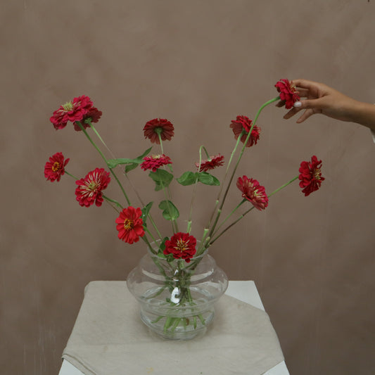 Zinnia Giant Wine