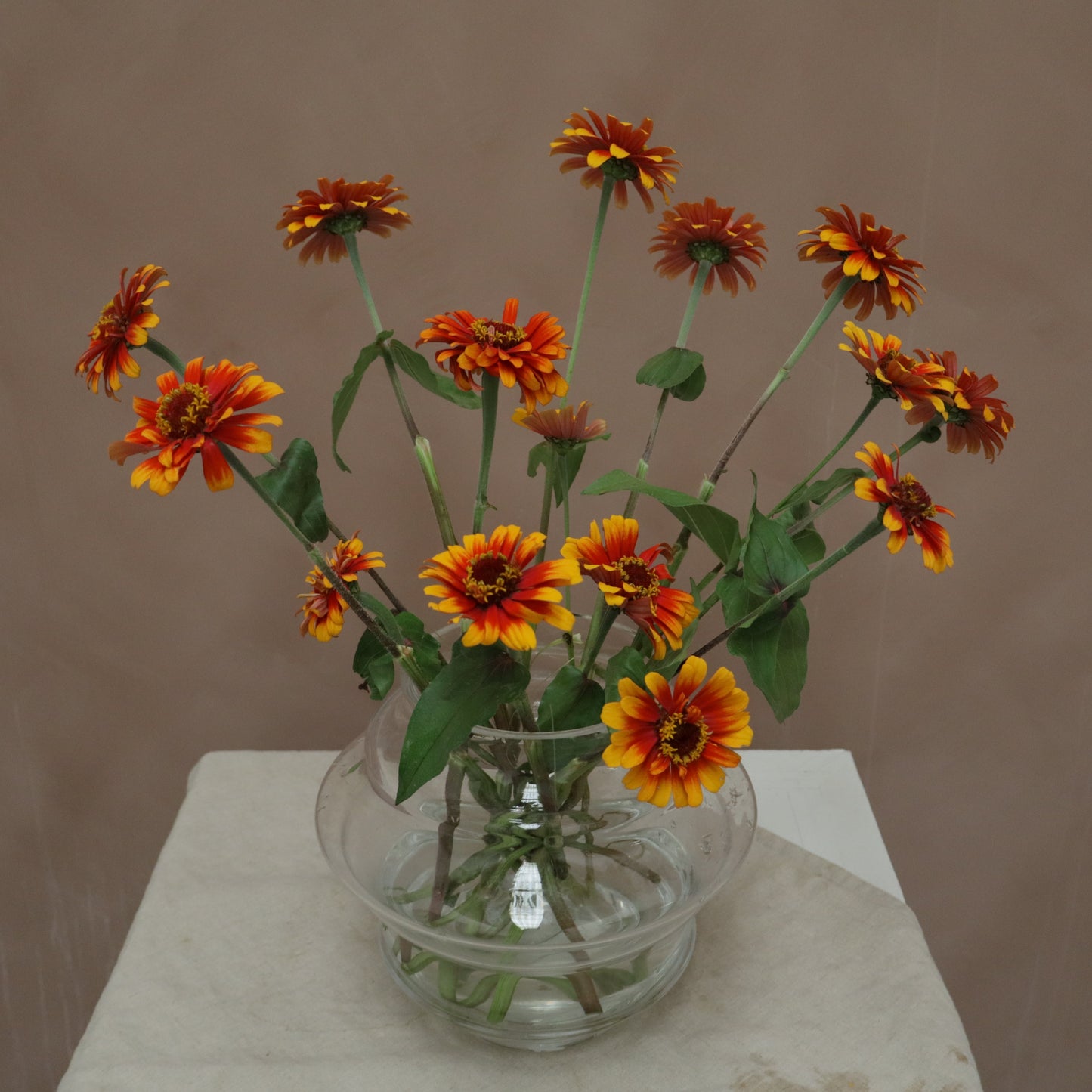 Zinnia Yellow Flame