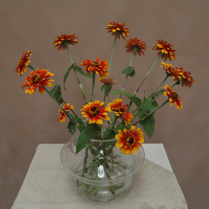 Zinnia Yellow Flame