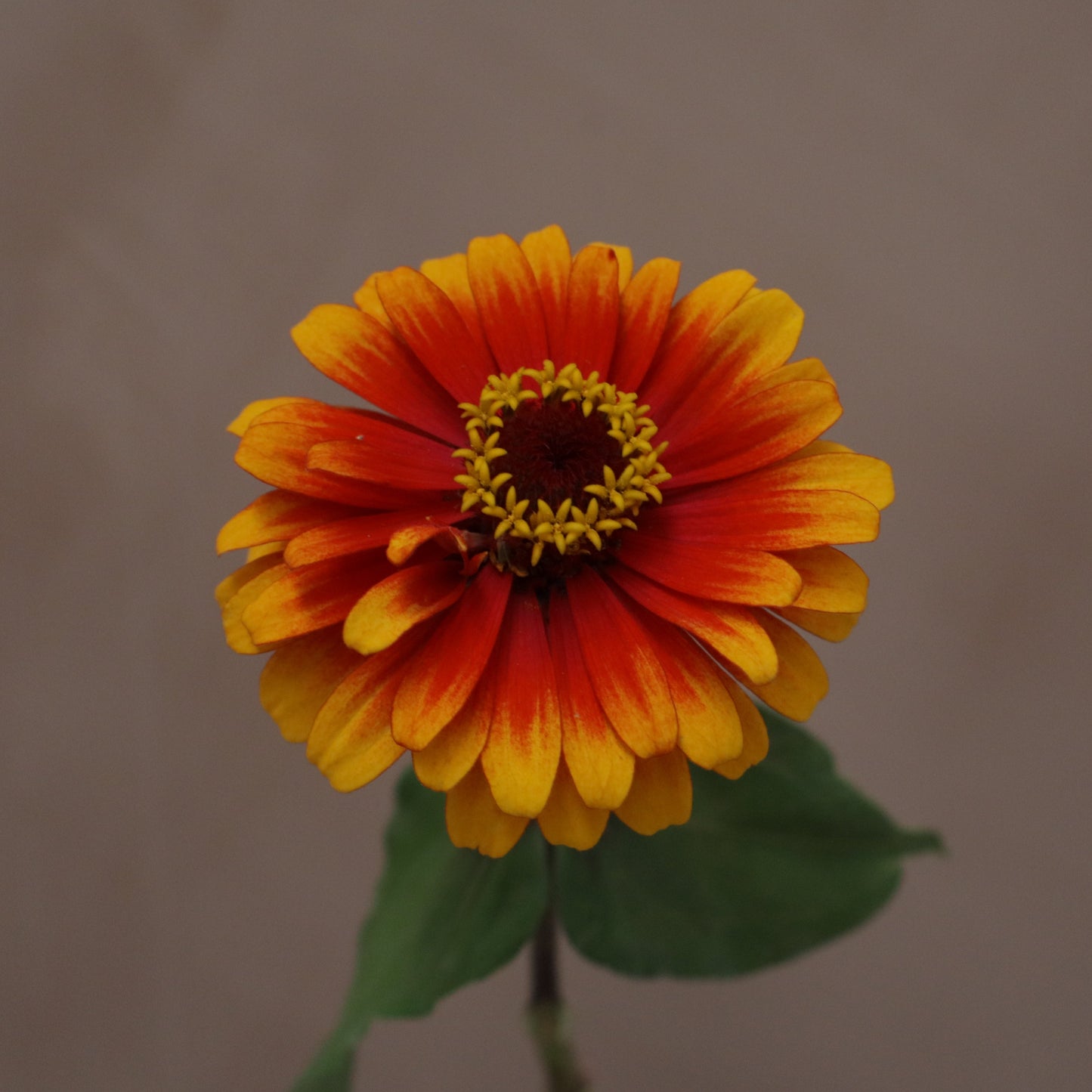 Zinnia Yellow Flame