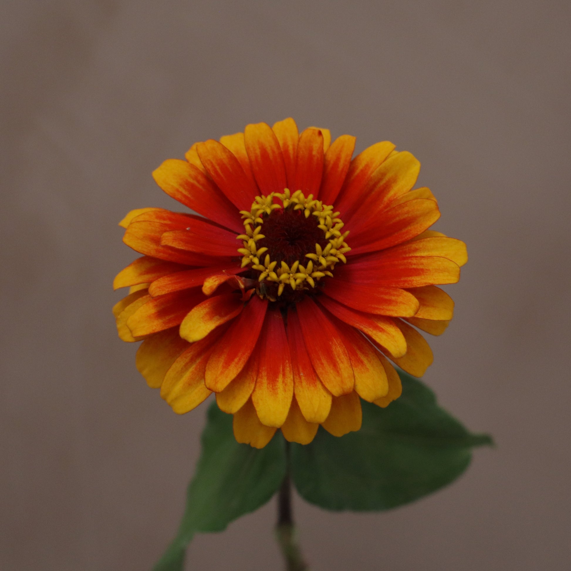 Zinnia Yellow Flame
